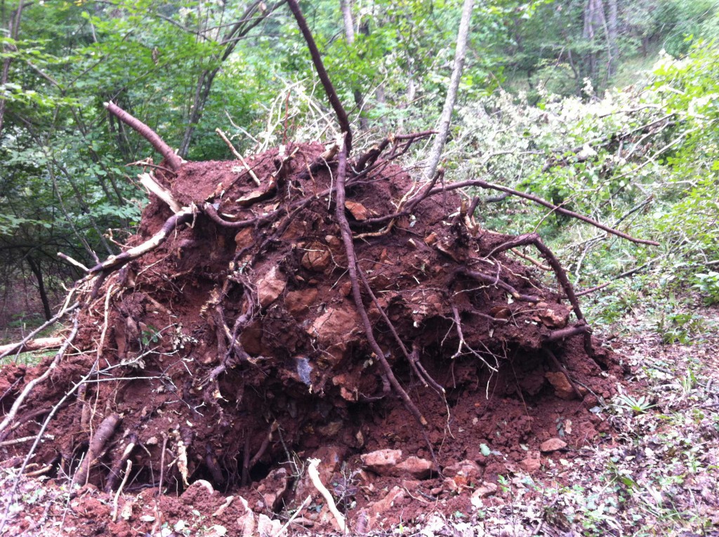 Well routed oak tree uprooted in Sgonico forest (c) Alois M. Holzer